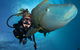 Great Barrier Reef Snorkeling And Diving Cruise From Cairns - thumb 0