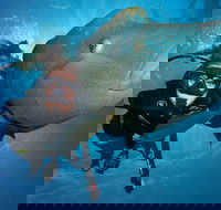 Great Barrier Reef Snorkeling and Diving Cruise from Cairns - Accommodation Bookings