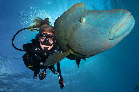 Great Barrier Reef Snorkeling And Diving Cruise From Cairns - Accommodation Bookings 0