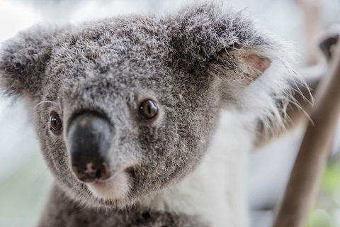 Ultimate Sydney Pass - Accommodation Bookings 2