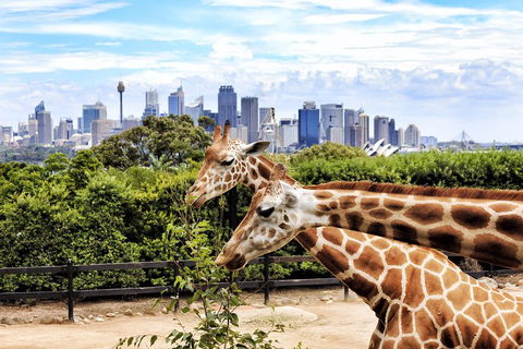 Go City | Sydney Explorer Pass With 20+ Attractions And Tours - Accommodation Bookings 2