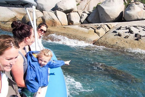 Seal Island Boat Tour From Victor Harbor - Accommodation Bookings 4