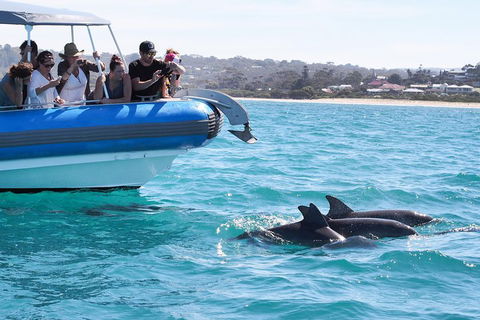 Seal Island Boat Tour From Victor Harbor - Accommodation Bookings 5