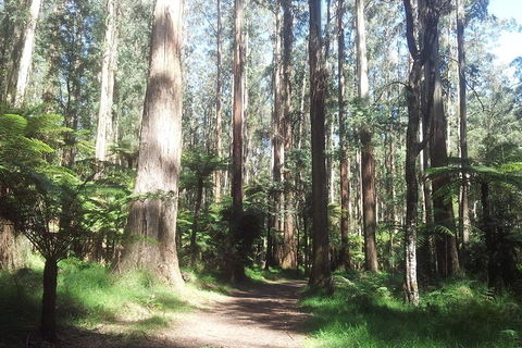 Dandenong Ranges Private Tour Including William Ricketts Sanctuary - Accommodation Bookings 0