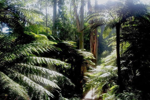Dandenong Ranges Private Tour Including William Ricketts Sanctuary - Accommodation Bookings 1