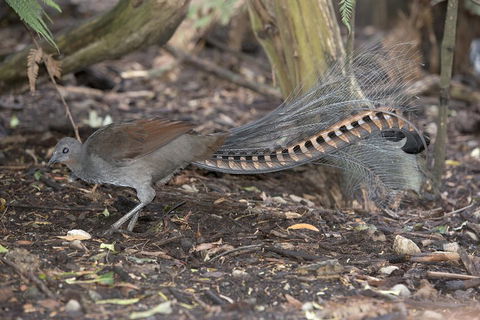 Dandenong Ranges Private Tour Including William Ricketts Sanctuary - Accommodation Bookings 4