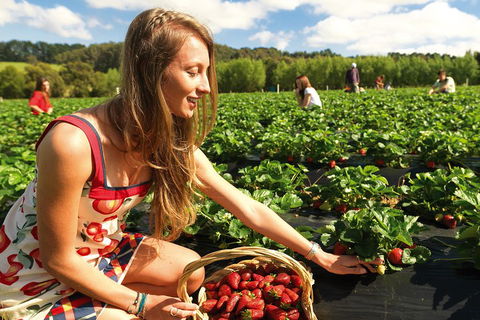 Mornington Peninsula Day Trip From Melbourne - Accommodation Bookings 0