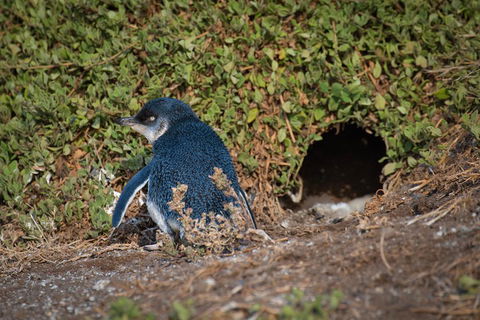 Small-Group Phillip Island Penguin Parade Day Tour From Melbourne - Accommodation Bookings 1