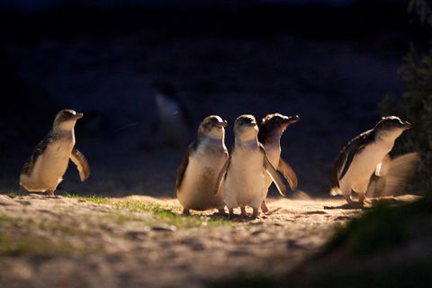 Small-Group Phillip Island Penguin Parade Day Tour From Melbourne - Accommodation Bookings 5