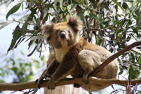 Melbourne Combo: Great Ocean Road, Puffing Billy, Moonlit Sanctuary & Penguins - Accommodation Bookings 3