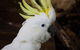 Cairns ZOOM And Wildlife Dome - thumb 2