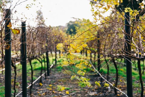 Australian Wine Discovery Tour Ticket - Accommodation Bookings 4