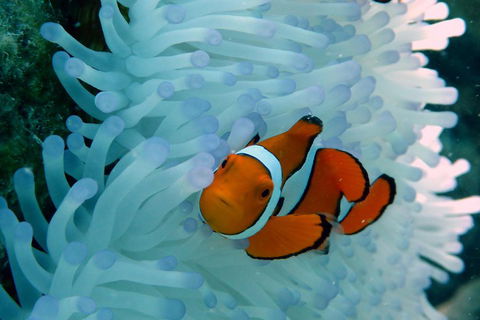 Seastar Luxury Outer Great Barrier Reef Island And Reef Tour From Cairns - Accommodation Bookings 0