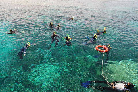 Seastar Luxury Outer Great Barrier Reef Island And Reef Tour From Cairns - Accommodation Bookings 2