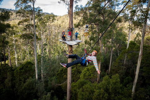 Hollybank Wilderness Adventure - Zipline Tours - Accommodation Bookings 0