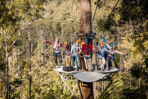 Hollybank Wilderness Adventure - Zipline Tours - Accommodation Bookings 1