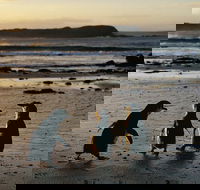 Phillip Island Penguin Parade Day Trip with Koala Conservation Reserve Visit - Accommodation Bookings