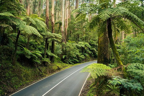 Melbourne Snow Trip To Lake Mountain With Chocolates Visit To A Waterfall - Accommodation Bookings 2