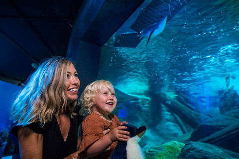 SEA LIFE Sunshine Coast Aquarium Entrance Ticket - Accommodation Bookings 0