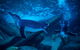 SEA LIFE Sunshine Coast Aquarium Entrance Ticket - thumb 1