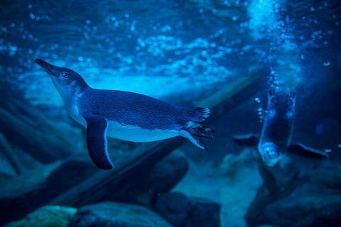 SEA LIFE Sunshine Coast Aquarium Entrance Ticket - Accommodation Bookings 1