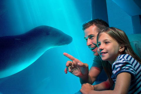 SEA LIFE Sunshine Coast Aquarium Entrance Ticket - Accommodation Bookings 2