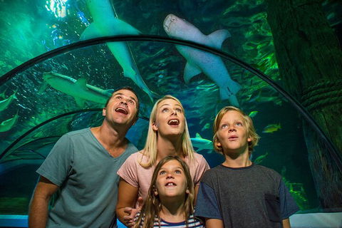SEA LIFE Sunshine Coast Aquarium Entrance Ticket - Accommodation Bookings 3