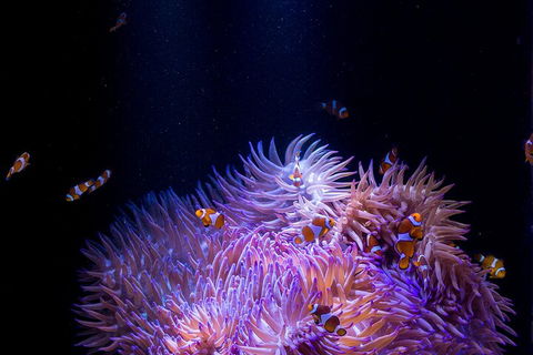 SEA LIFE Sunshine Coast Aquarium Entrance Ticket - Accommodation Bookings 4