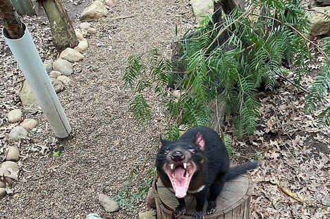 Featherdale Wildlife Park General Admission - Accommodation Bookings 1
