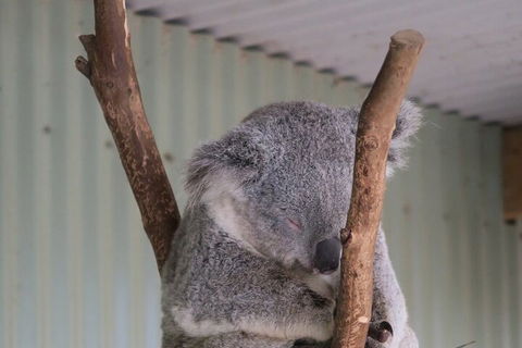 Featherdale Wildlife Park General Admission - Accommodation Bookings 3