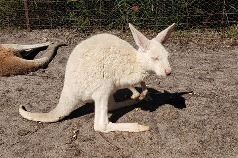 Very Best Of Perth Tour - Wildlife Park & City Highlights Tour - Accommodation Bookings 3