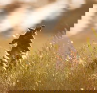 Sunset Blue Mountains Wilderness  Wildlife Tour without the crowds - Accommodation Bookings
