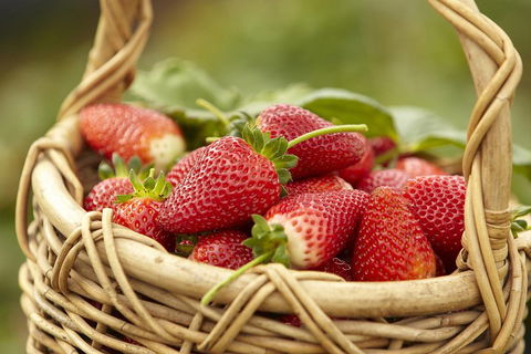 Mornington Peninsula Farm Produce Wine And Cider Tour - Accommodation Bookings 1