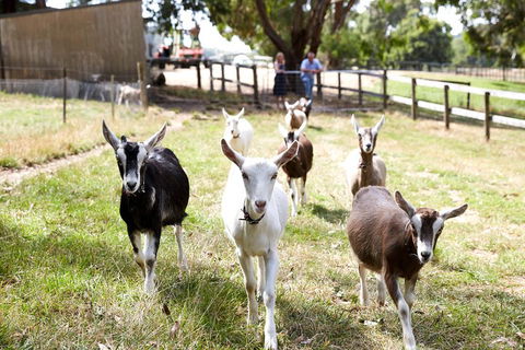 Mornington Peninsula Farm Produce Wine And Cider Tour - Accommodation Bookings 3