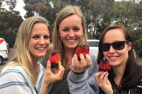 Mornington Peninsula Farm Produce Wine And Cider Tour - Accommodation Bookings 4