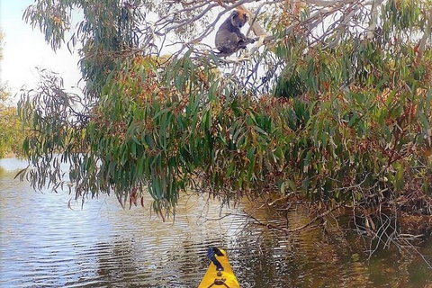 Kangaroo Island Self-Guided Kayaking On The Harriet River - Accommodation Bookings 4