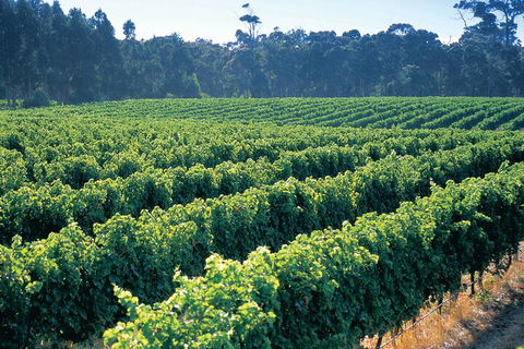 Swan Valley Private Tour - Accommodation Bookings 1