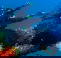 Scuba Dive the S.S. Yongala Wreck on the Great Barrier Reef. - Accommodation Bookings