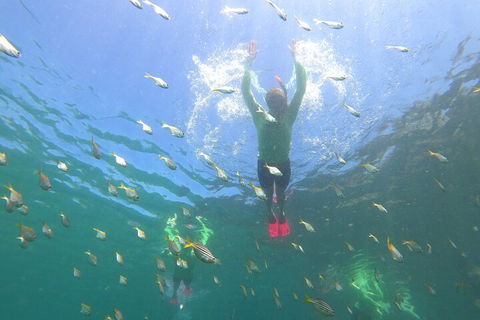 Manly Snorkel Trip And Nature Walk With Local Guide - Accommodation Bookings 0