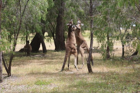 Margaret River Coastal And Wildlife Eco Trip From Busselton Or Dunsborough - Accommodation Bookings 1