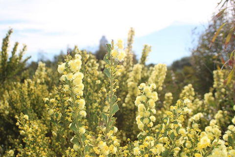 Margaret River Coastal And Wildlife Eco Trip From Busselton Or Dunsborough - Accommodation Bookings 4